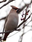 waxwing_051208t.jpg