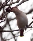 Filename=waxwing_051208u.jpg
Filesize=187KB
Dimensions=650x800
Date added=Dec 06, 2008 waxwing_051208u.jpg
