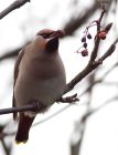 waxwing_051208x.jpg