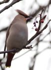 waxwing_051208y.jpg