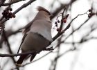 waxwing_051208zb.jpg