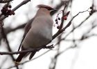 waxwing_051208zc.jpg