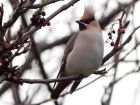 waxwing_051208zf.jpg