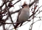 waxwing_051208zg.jpg