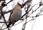 waxwing_051208zh.jpg