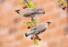 waxwing_PR4_020419a.jpg