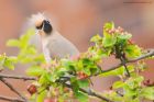 waxwing_PR4_020419b.jpg