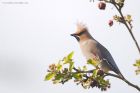 waxwing_PR4_020419bb.jpg