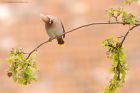 waxwing_PR4_020419c.jpg