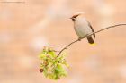 waxwing_PR4_020419d.jpg