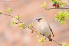 waxwing_PR4_020419e.jpg