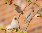 waxwing_PR4_020419f.jpg