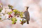 waxwing_PR4_020419g.jpg