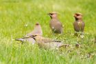 waxwing_PR4_020419j.jpg