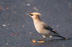 waxwing_PR4_020419n.jpg