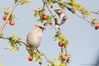 waxwing_PR4_020419o.jpg