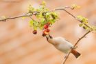 waxwing_PR4_020419q.jpg