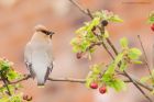 waxwing_PR4_020419v.jpg