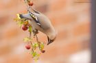 waxwing_PR4_020419w.jpg