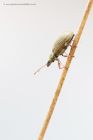 weevil_130515a.jpg