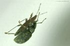 weevil_gdn_250319a.jpg