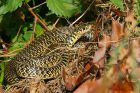 Filename=westernWhip_240619a.jpg
Filesize=549KB
Dimensions=1300x867
Date added=Mar 26, 2021 westernWhip_240619a.jpg