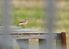 wheatear_060409a.jpg