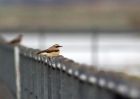 Filename=wheatear_060409f.jpg
Filesize=159KB
Dimensions=800x571
Date added=Apr 06, 2009 wheatear_060409f.jpg