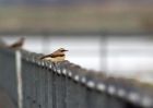 wheatear_060409f.jpg