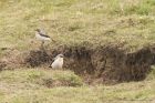 wheatear_070415i.jpg