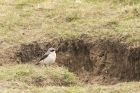 wheatear_070415j.jpg