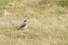 wheatear_070415l.jpg