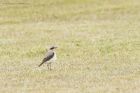 wheatear_070415o.jpg