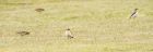 wheatear_070415r.jpg