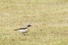 wheatear_070415u.jpg