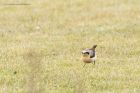 wheatear_070415v.jpg