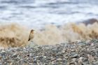 wheatear_111014d.jpg