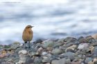 wheatear_111014k.jpg