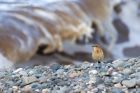 Filename=wheatear_111014l.jpg
Filesize=276KB
Dimensions=1200x800
Date added=Jan 01, 2015 wheatear_111014l.jpg