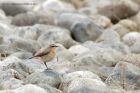 wheatear_120413i.jpg