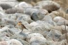 wheatear_120413l.jpg