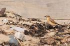 wheatear_150915a.jpg