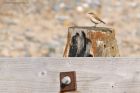 wheatear_150915c.jpg