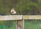 wheatear_170409b.jpg