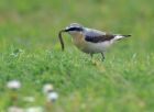 wheatear_2504c.jpg