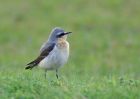 wheatear_2504f.jpg