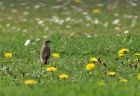 wheatear_2504g.jpg