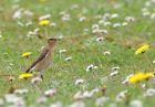 Filename=wheatear_2504m.jpg
Filesize=158KB
Dimensions=800x558
Date added=Nov 22, 2008 wheatear_2504m.jpg