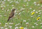 wheatear_2504n.jpg