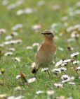 wheatear_2504p.jpg